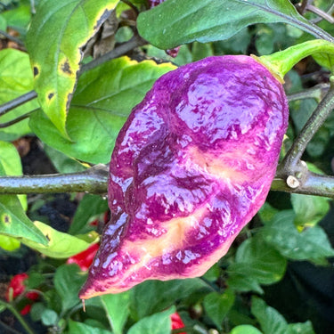 Jay's Pink Purple Ghost Scorpion - Seeds - The Pepper Pantry (Formerly Marie Sharp's)